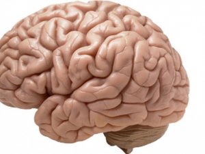 Beyin ile ilgili yanlış bilinenler!