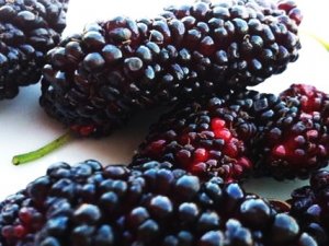 Kara dut bahar yorgunluğuna bire bir!..