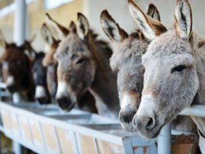 Raflara geliyor! 100 gramı 200 TL