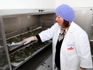 Beyaz çayda hedef 1 ton