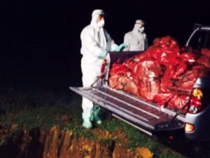 10 bin tavuk gece yarısı itlaf edildi