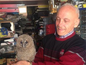 Giresun'da baykuşlar yolunu şaşırırsa...