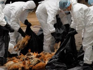 Türkiye'de kuş gribi salgını var mı?