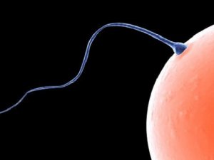 Müslüman spermini tercih ediyorlar