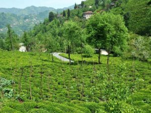 Çayda beklenti yüksek