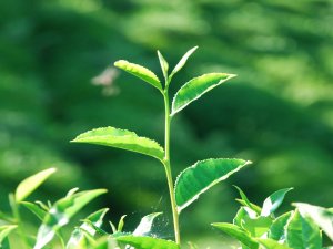 Çayın o sisteme ihtiyacı var