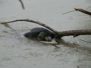 IŞİD'den kan dolduran bir olay daha!