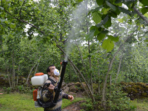 Fındıkta Kokarca ile savaş!