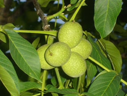 Gümüşhane'de ceviz atağı!