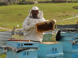 Bal değil altın! Fiyatı dudak uçuklatıyor...