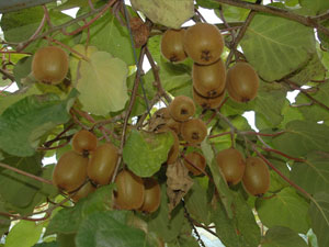 Karadenizli kividen umduğunu bulamadı