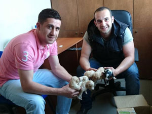 Rize'de yavru köpeklere devlet şefkati!