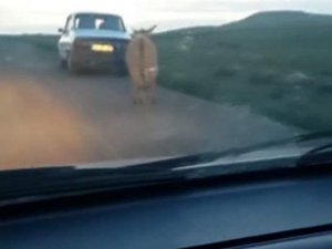 Sizce hangisi eşek? Hayvana bu yapılır mı!