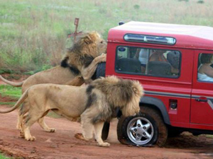 Aslan arabanın içine daldı ve...