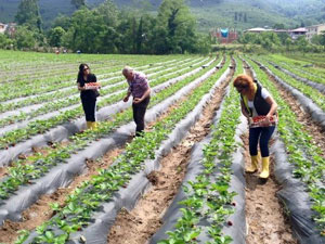 D. Karadeniz'de fındığın alternatifi artıyor