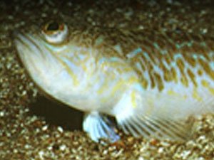 Trabzonlu balıkçı hastanelik oldu