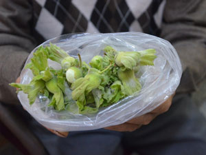 Fındık tehdit altında!