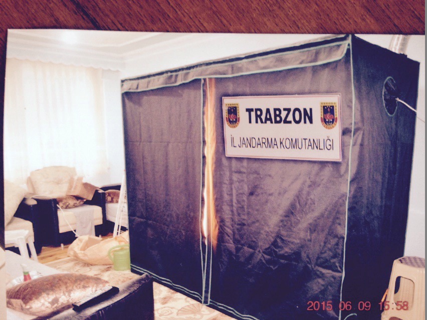 Oturma odasında esrar yetiştirdi.