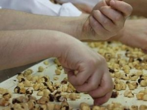 Fındıkta 'küllenme' hastalığı tehdidi