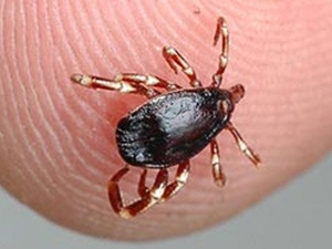 Giresun'da KKKA şüphesi!