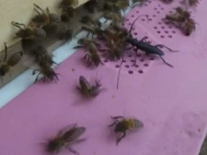 Belgeselde gördüğünü uygulamaya kalkınca...