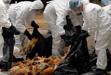 Kayseri'de kuş gribi alarmı!