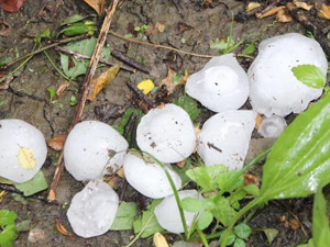 Giresun'da dolu şaşırttı!