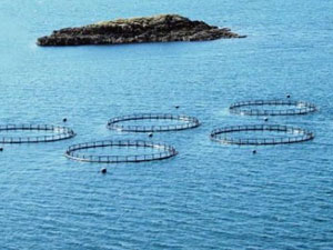 D.Karadeniz'de Kültür balıkçılığında artış!