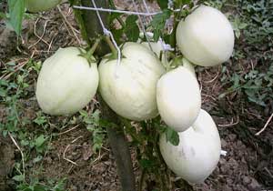 Fındık yerine PEPİNO