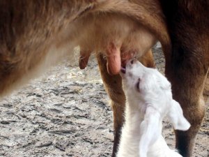 Annesiz oğlaklara da annelik yapıyor!