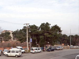 Trabzon'da o ağaçlar kesildi mi?