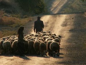 Milli sporcu çobanlık yapıyor