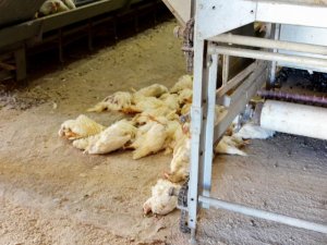 ’Kuş gribi’ paniği !