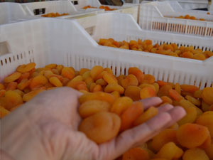 Kuru kayısı pazara çıktı!