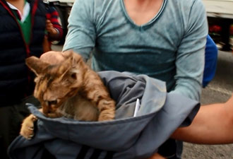 Yavru kedi için seferber oldular