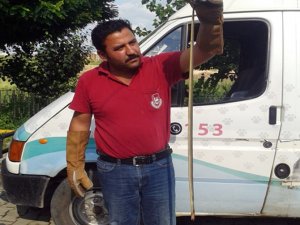 Zehirli yılan paniği!