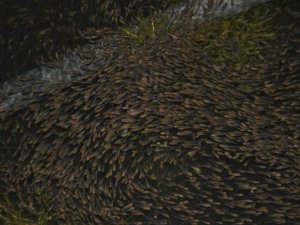 İznik Gölü’ne 100 bin sazan bırakıldı