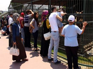 Yavru hayvanları seveyim derken annesiz bırakmayın