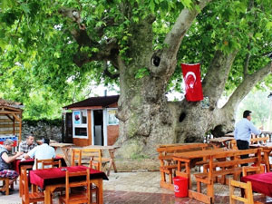 Tarihi çınar herkesi şaşırtıyor!