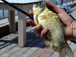 Zonguldak'ta İsrail sazanı alarmı