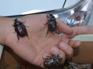 Uzmanlardan "gergedan böceği" uyarısı