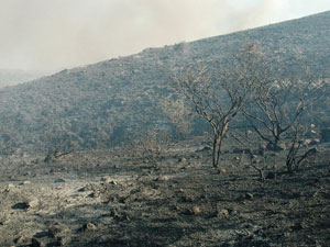 Tam 121 hektar kül oldu