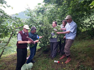 Trabzon'da 2015 yılı fındık rekoltesi ne kadar?