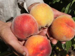 Rusya 20 ton şeftaliyi geri gönderdi