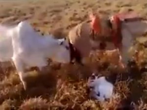 Sen çoban köpeği değilsin !