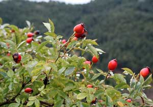 Kuşburnuna destek çıktılar