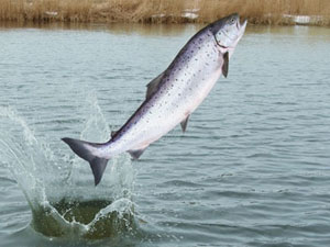Trabzon'da kaçak somon yakalandı!