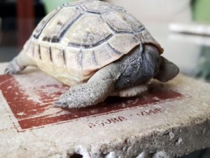 4 aylık oldu ama hala kafası yok