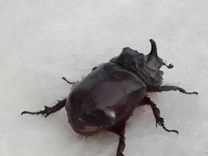 Nadir bulunur dendi, bulmayan kalmadı