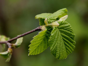 Fındıkta analiz zamanı!